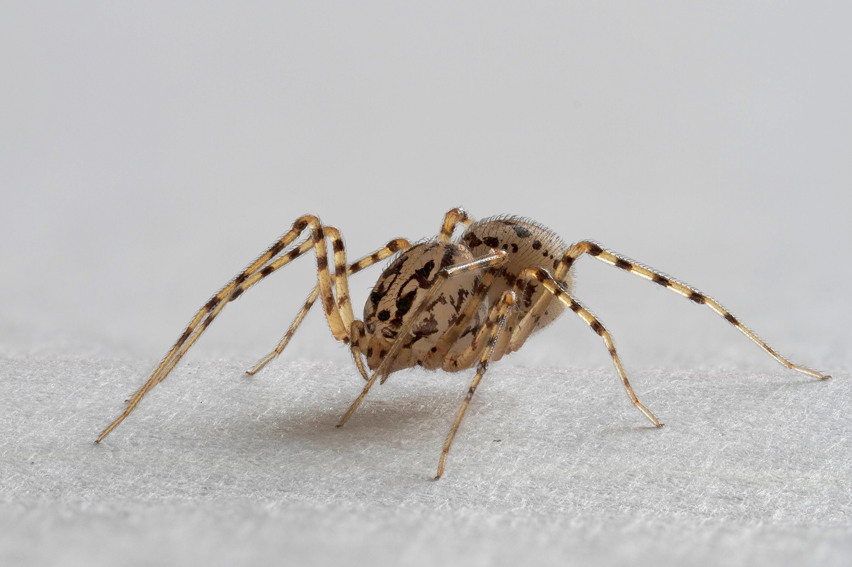 Scytodes thoracica   Speispinne   0035